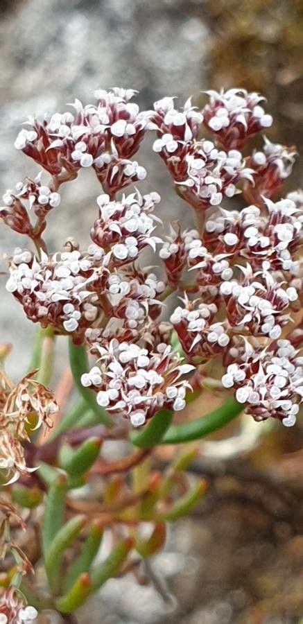 Dicheranthus plocamoides flower