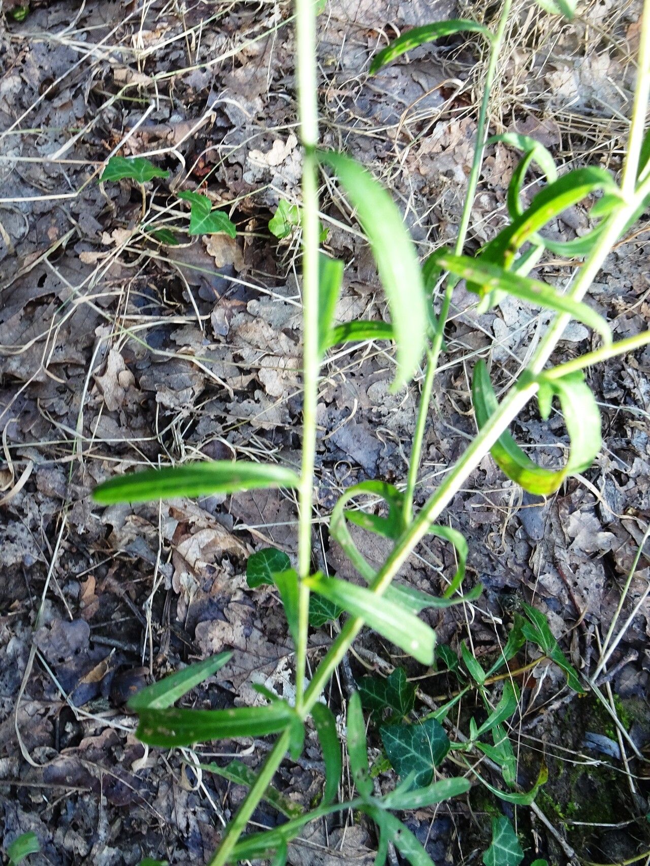 Centaurea americana — houseplant care guide