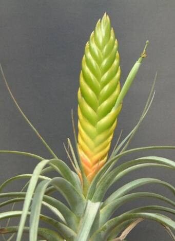 Tillandsia marabascoensis flower