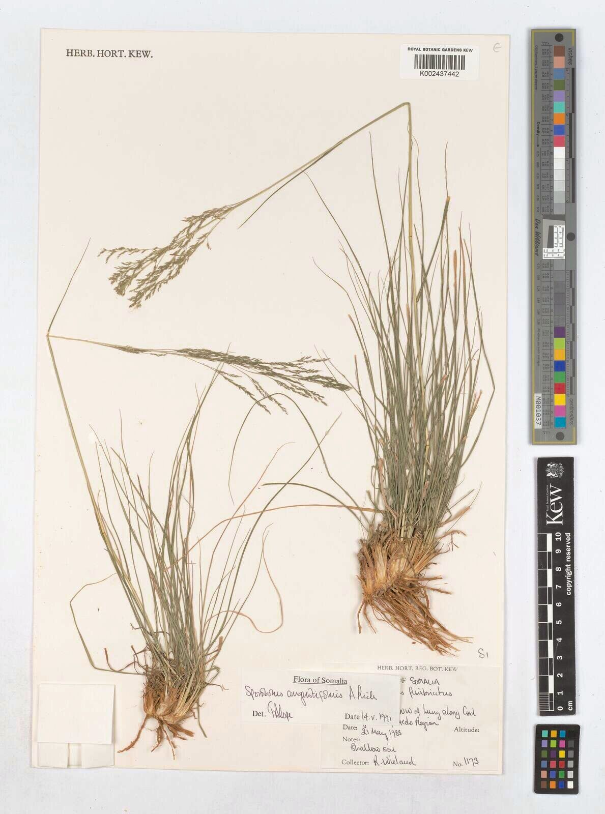 Sporobolus angustifolius — houseplant care guide