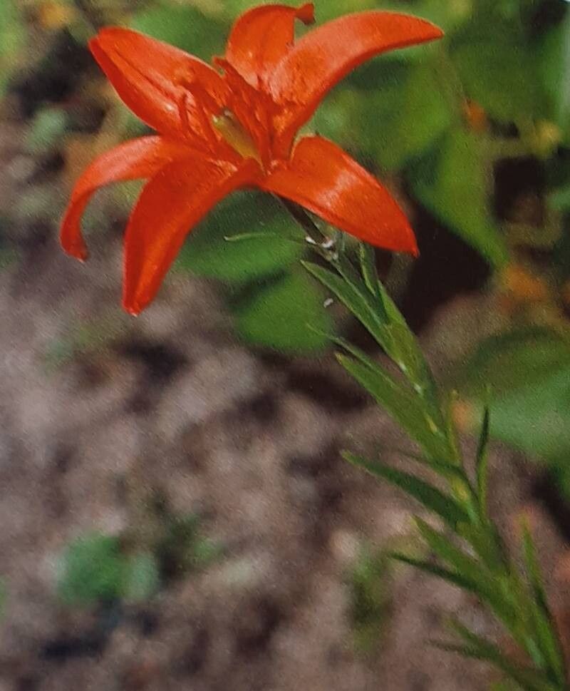 Lilium concolor — search result for 'Lilium'