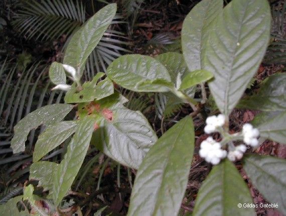 Psychotria schumanniana habit