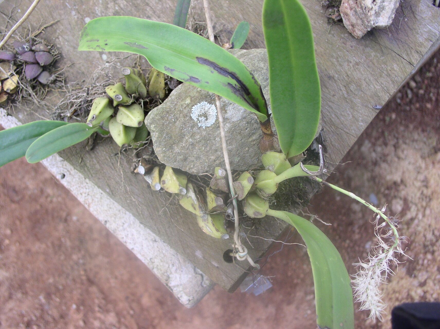 Bulbophyllum cocoinum habit