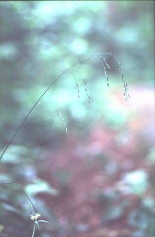 Poa marcida — search result for 'Poa'