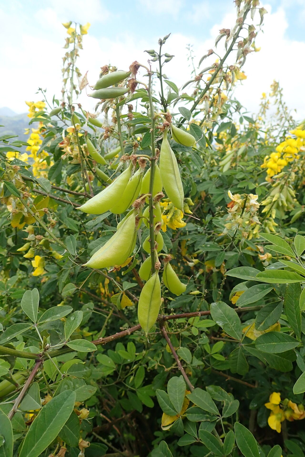 Crotalaria mildbraedii — houseplant care guide