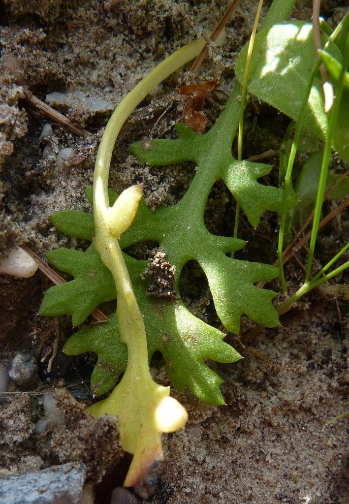 Mauranthemum decipiens flower