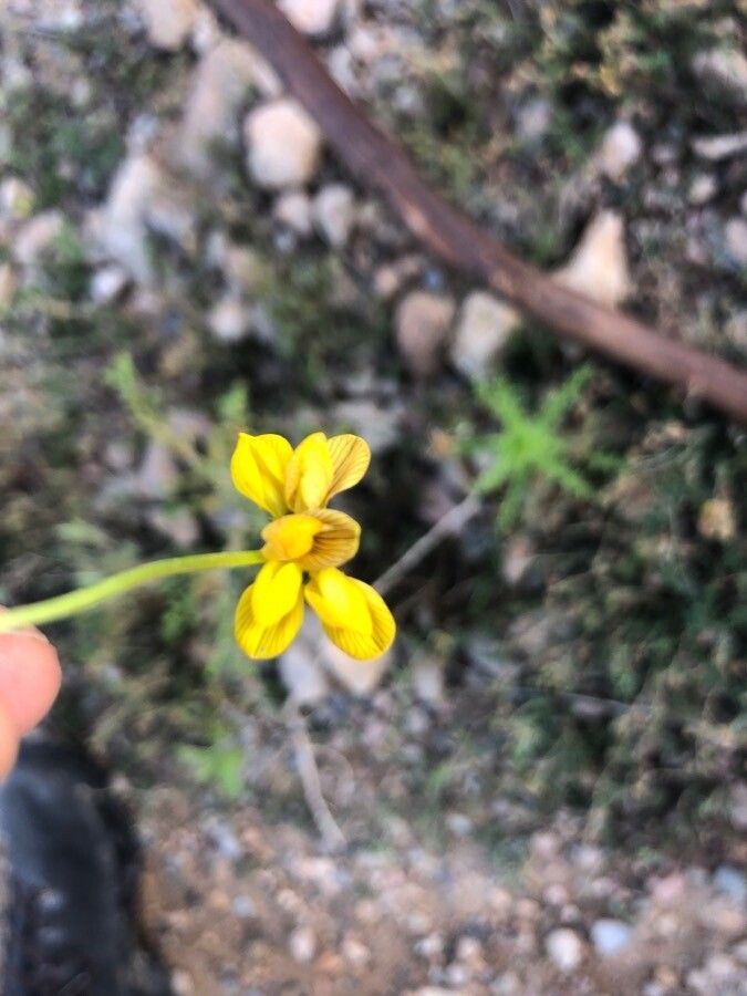 Hippocrepis scabra flower