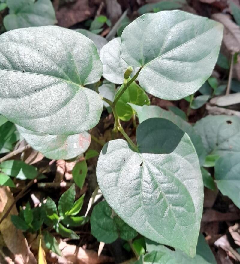 Piper mikanianum habit