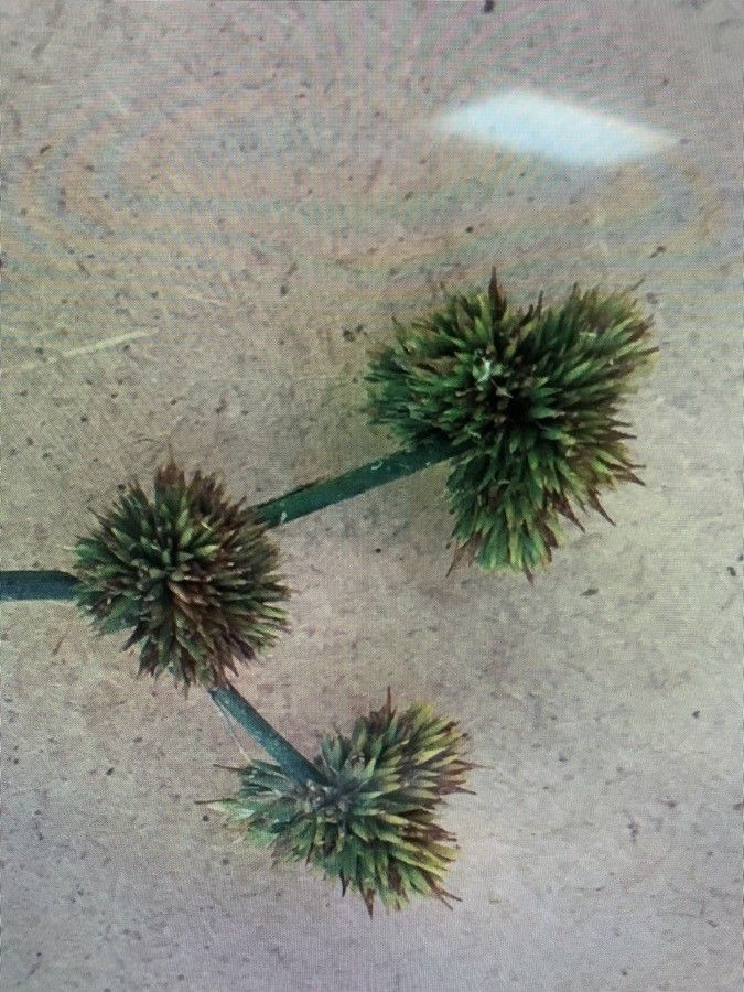 Sparganium americanum fruit