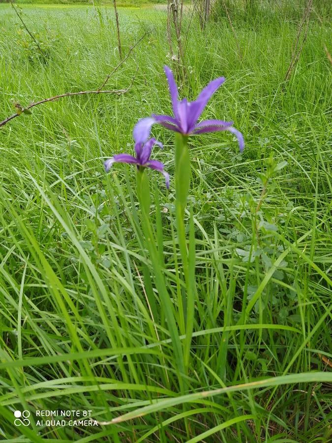 Iris reichenbachiana — houseplant care guide