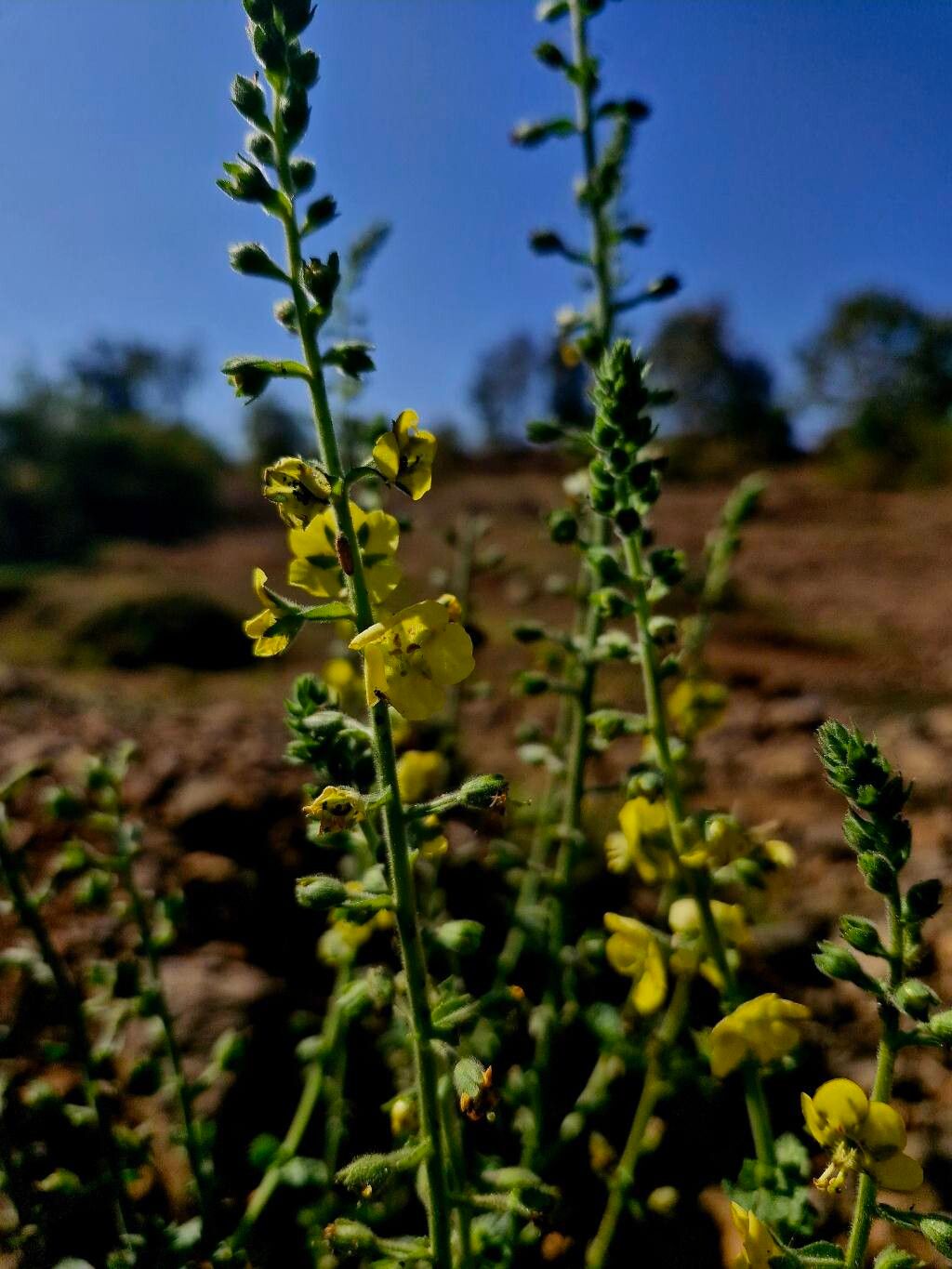 Verbascum coromandelianum flower