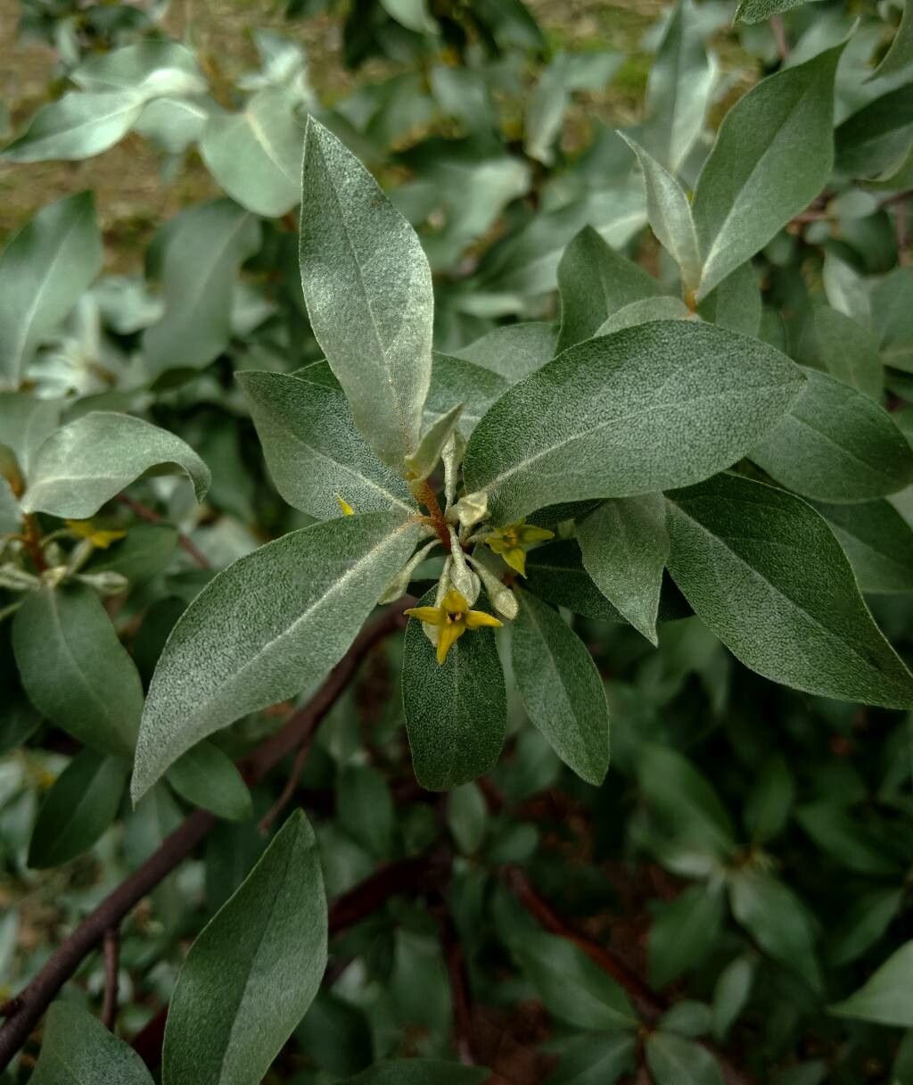 Elaeagnus commutata flower