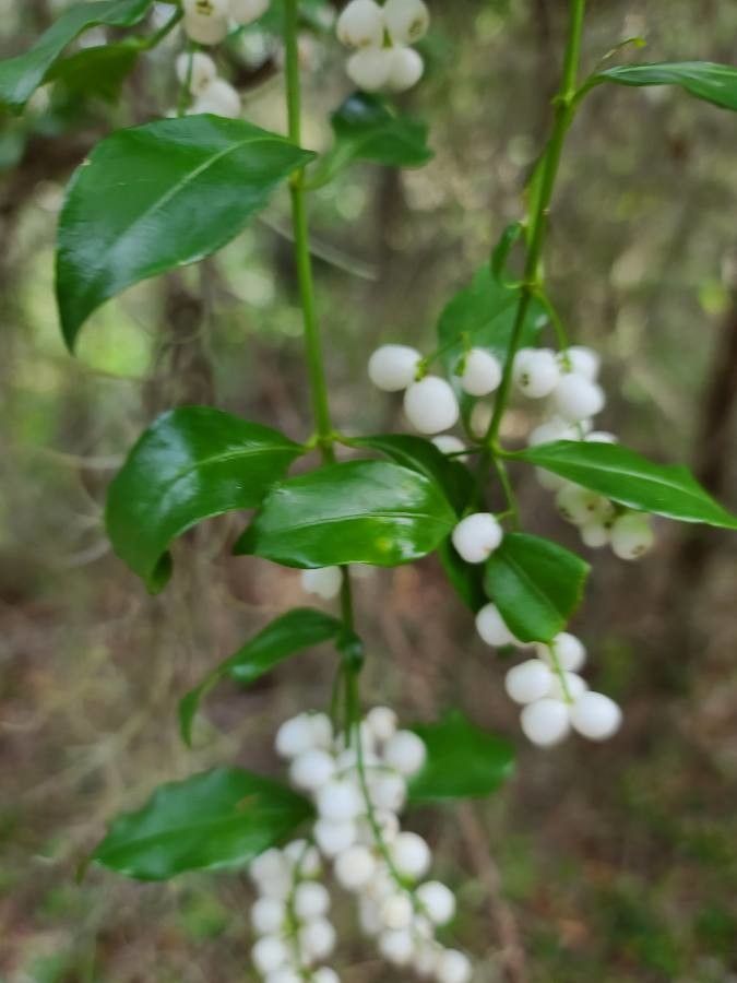 Chiococca alba — search result for 'Rubiaceae'