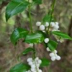 Chiococca alba