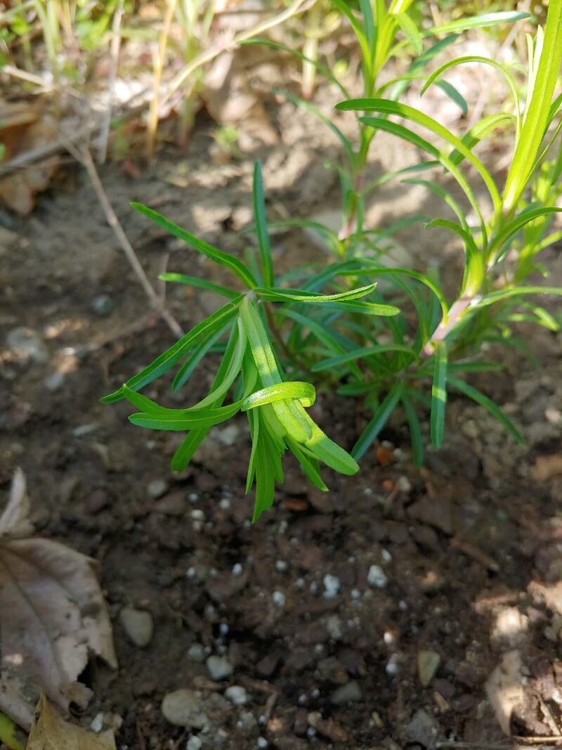 Ionactis linariifolius — related species from the same genus