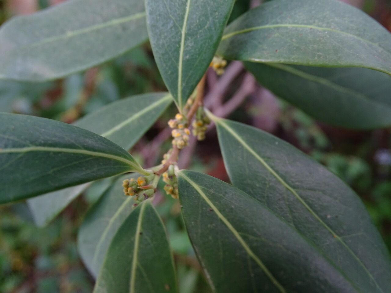 Azara uruguayensis flower