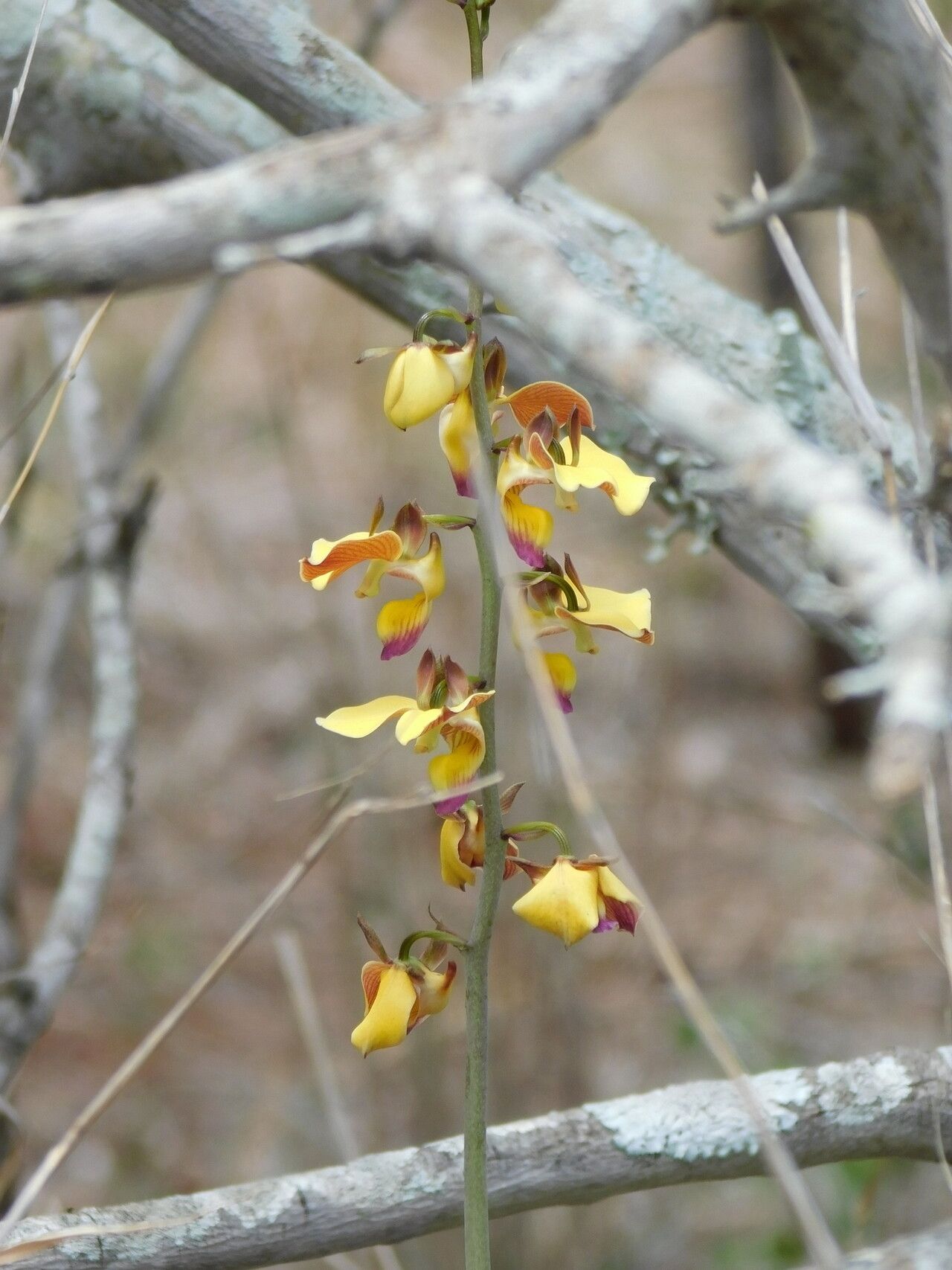 Eulophia schweinfurthii flower