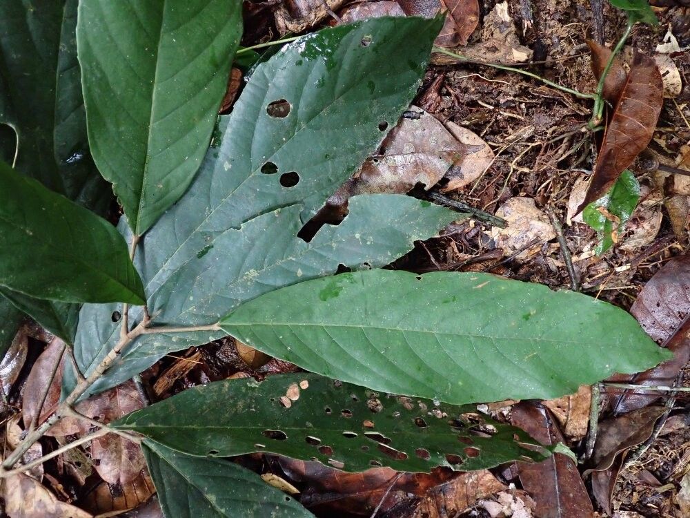 Myrianthus serratus — houseplant care guide