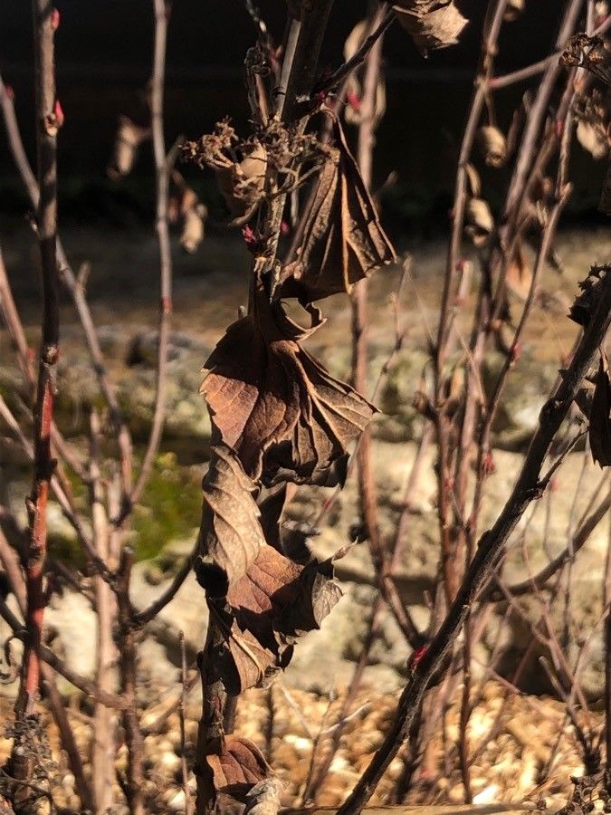 Spiraea × bumalda leaf