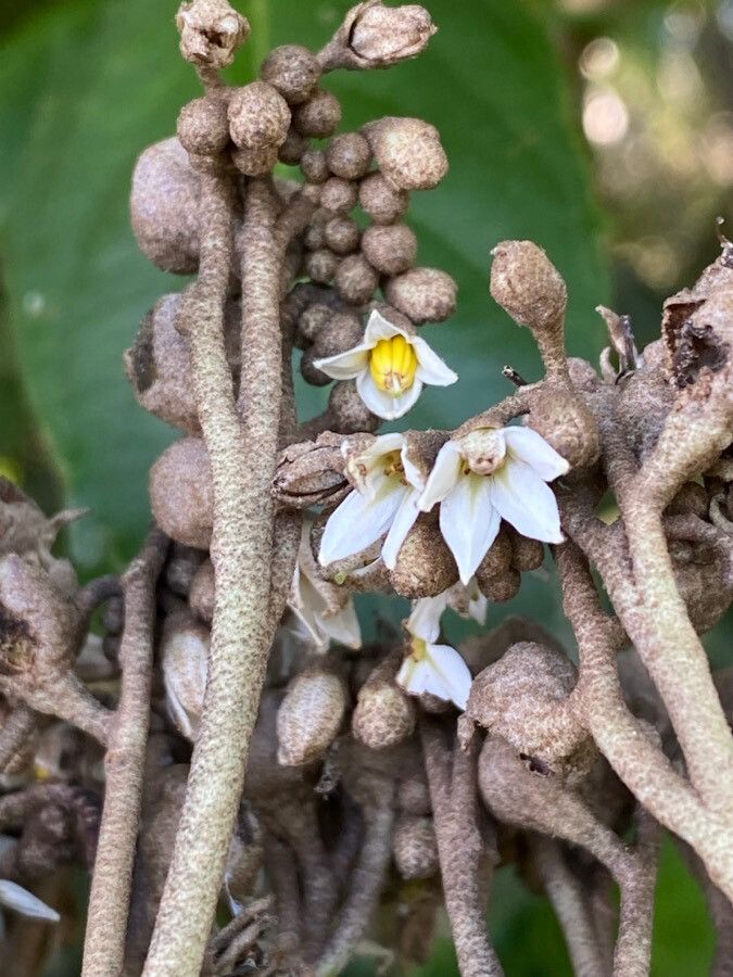 Solanum sooretamum flower