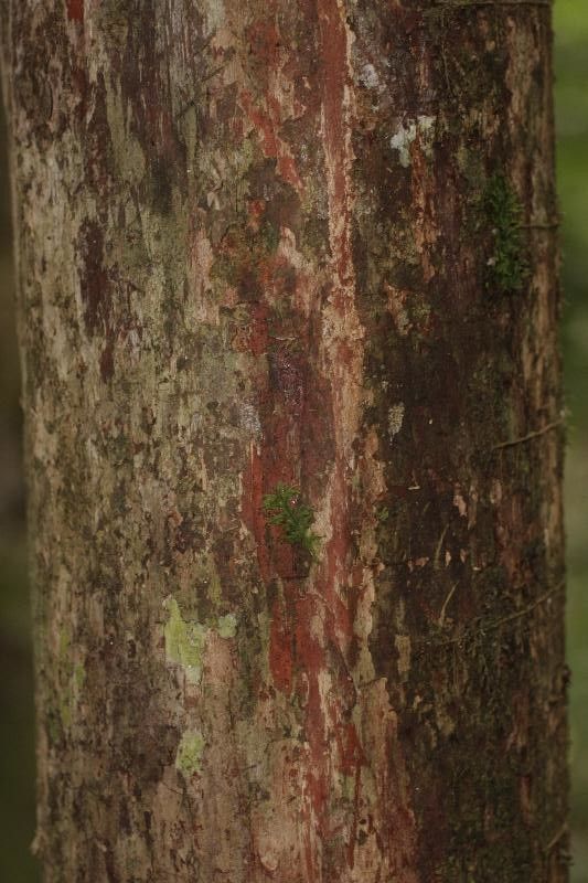 Couratari oblongifolia bark