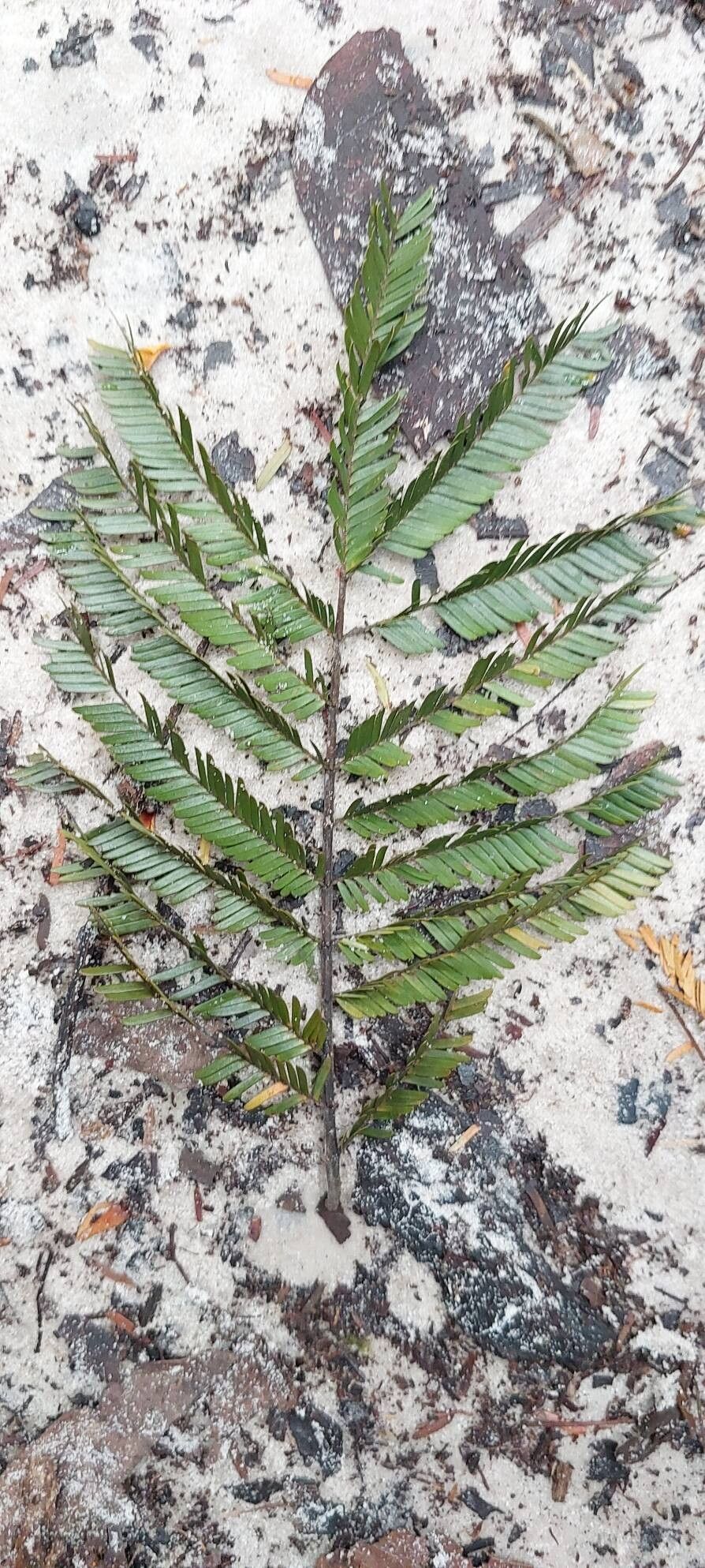 Newtonia leucocarpa — houseplant care guide