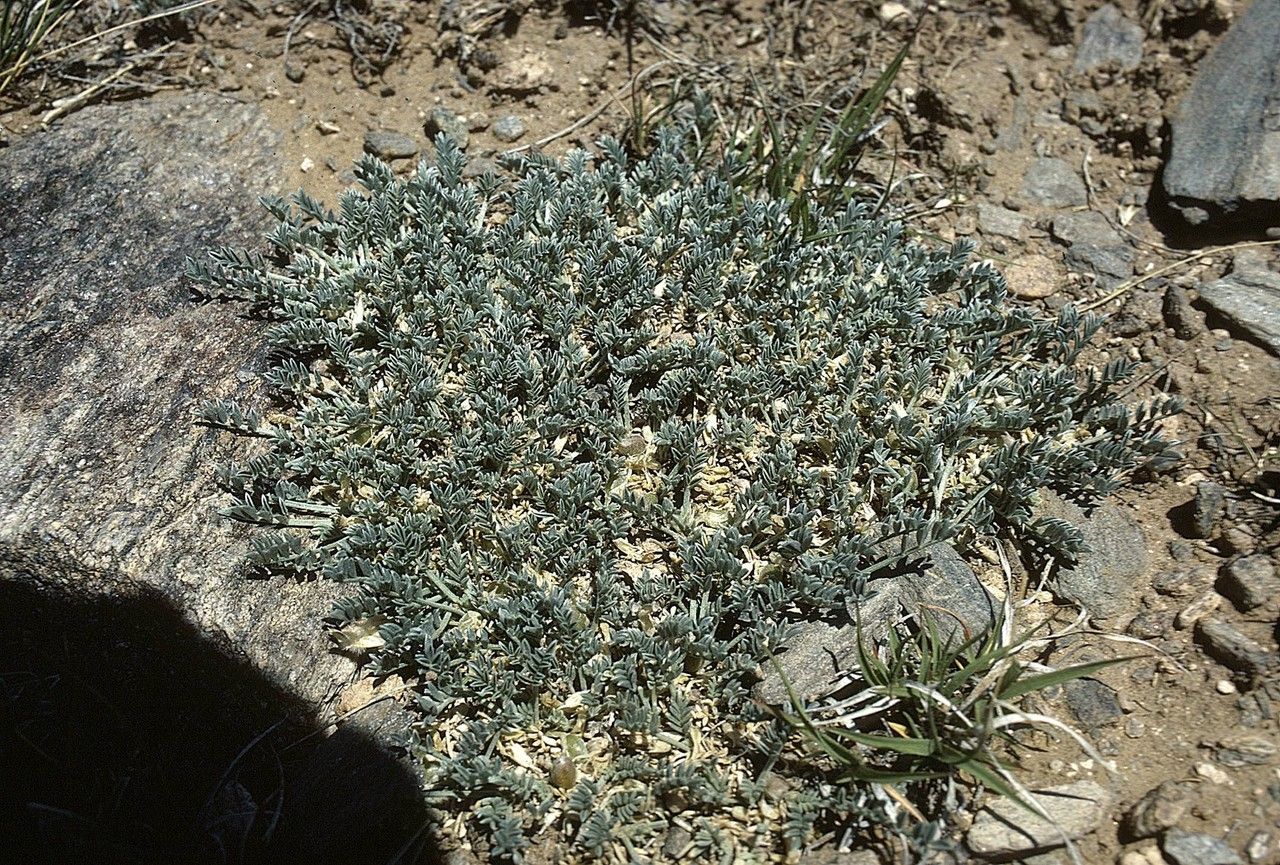 Astragalus siliceus — houseplant care guide