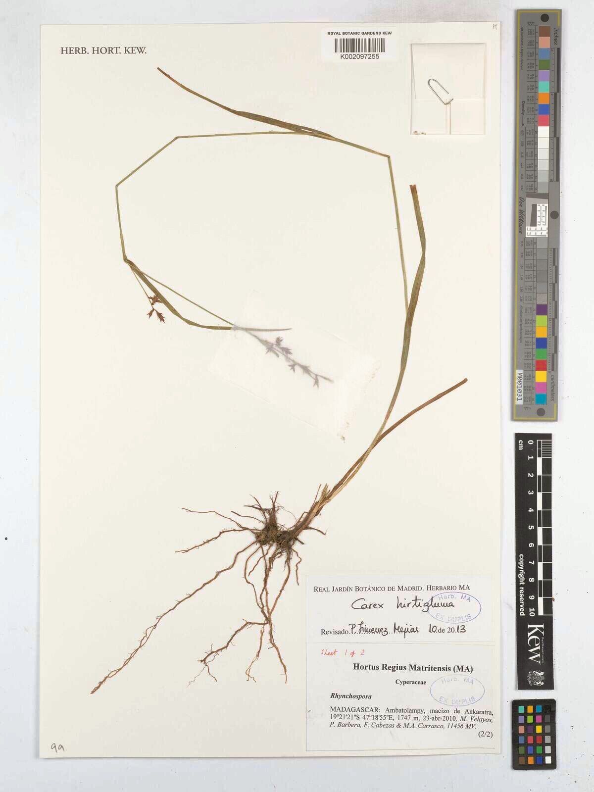 Carex hirtigluma — houseplant care guide