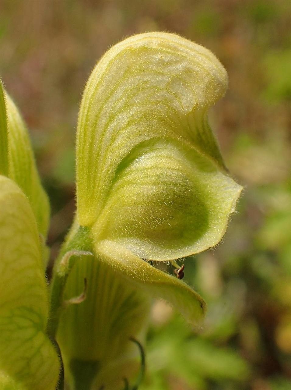Aconitum anthora fruit