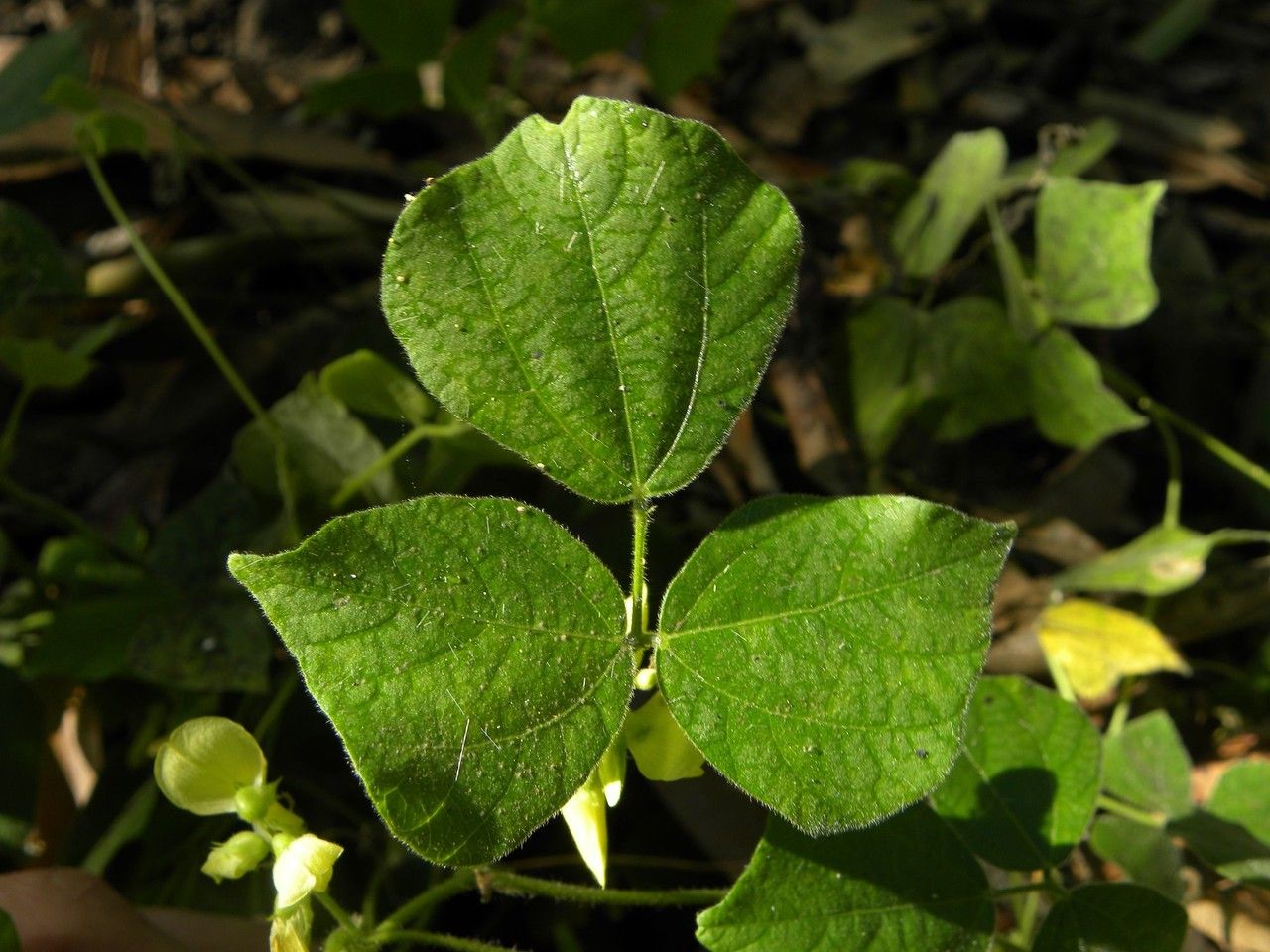 Vigna mungo — search result for 'Fiji'