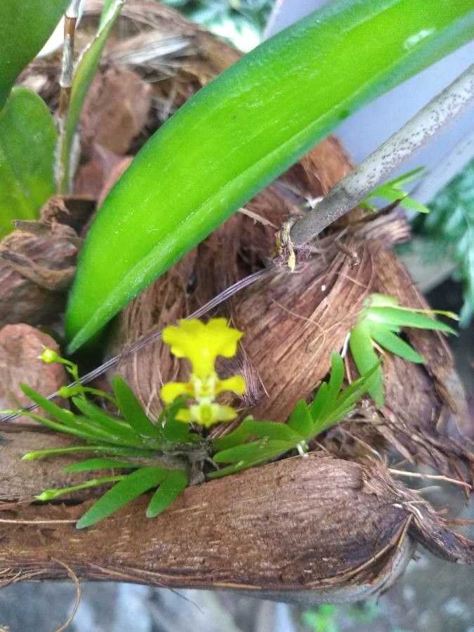 Erycina pusilla flower