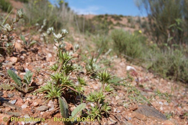 Minuartia montana habit