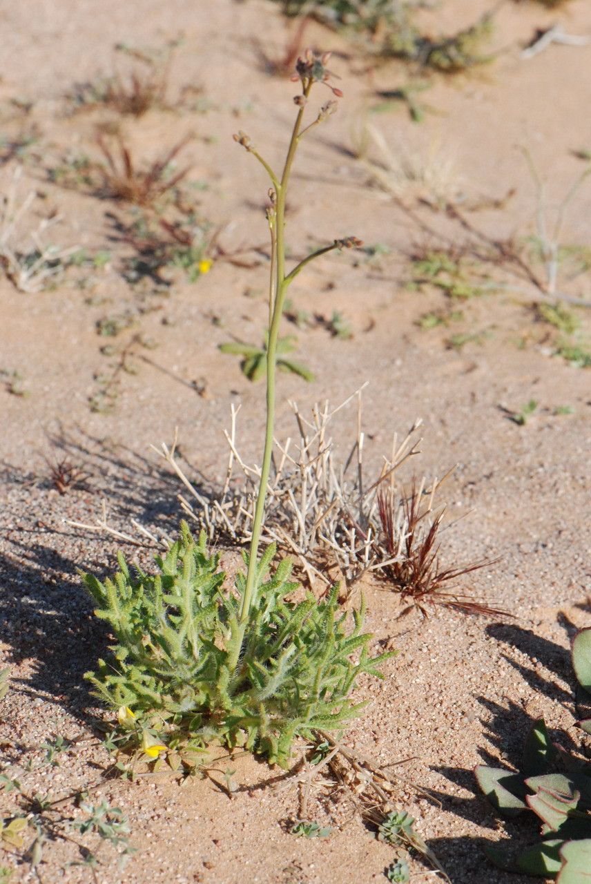 Diplotaxis pitardiana habit