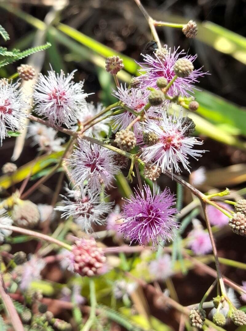 Mimosa bifurca flower