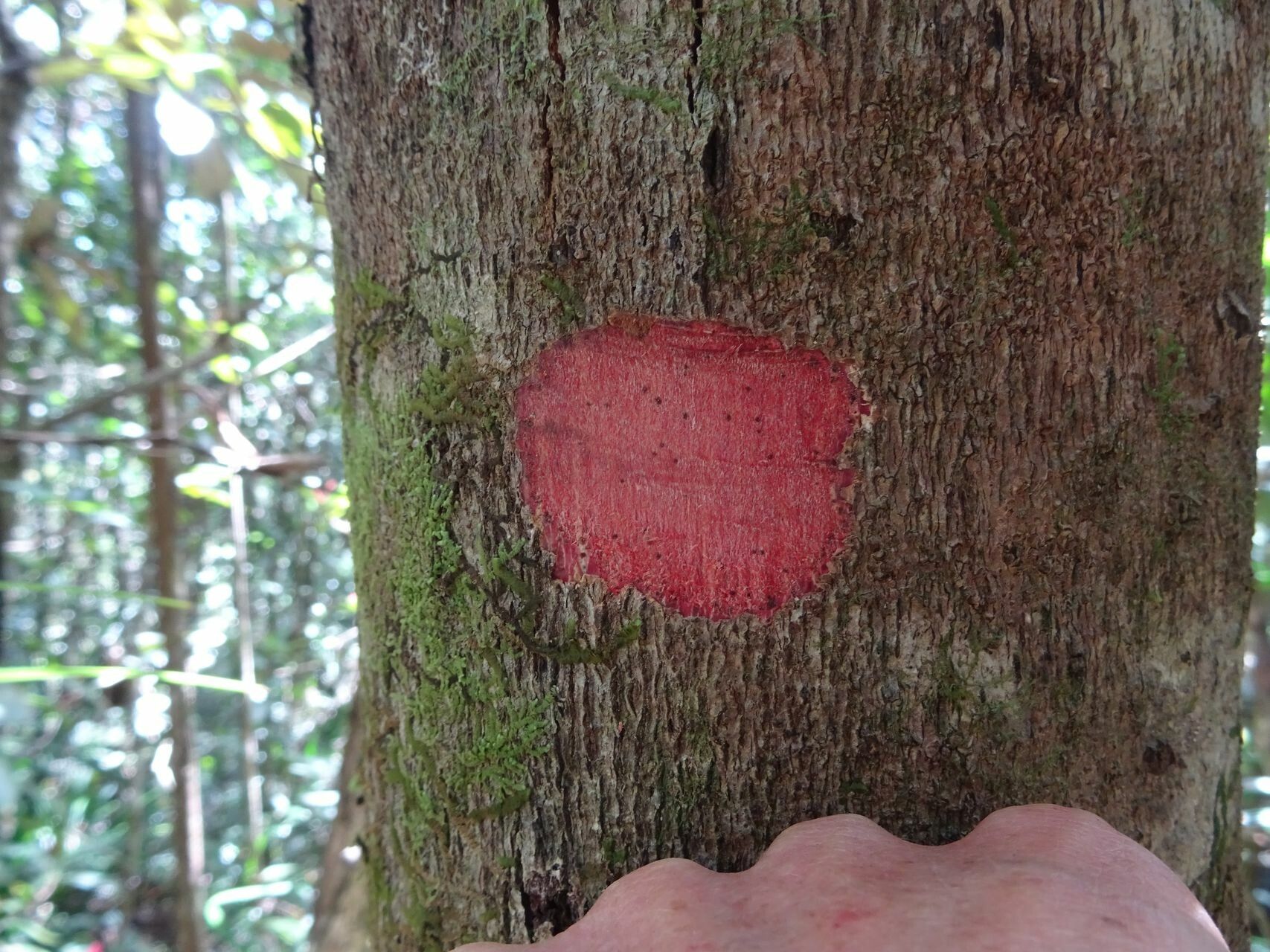 Pancheria ternata bark