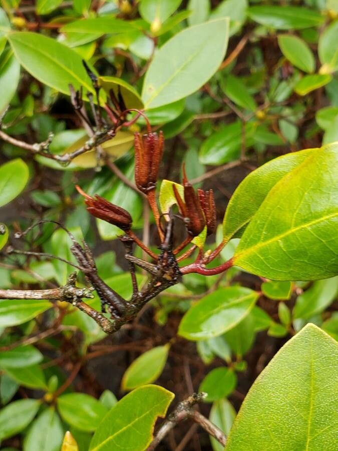 Rhododendron carolinianum fruit