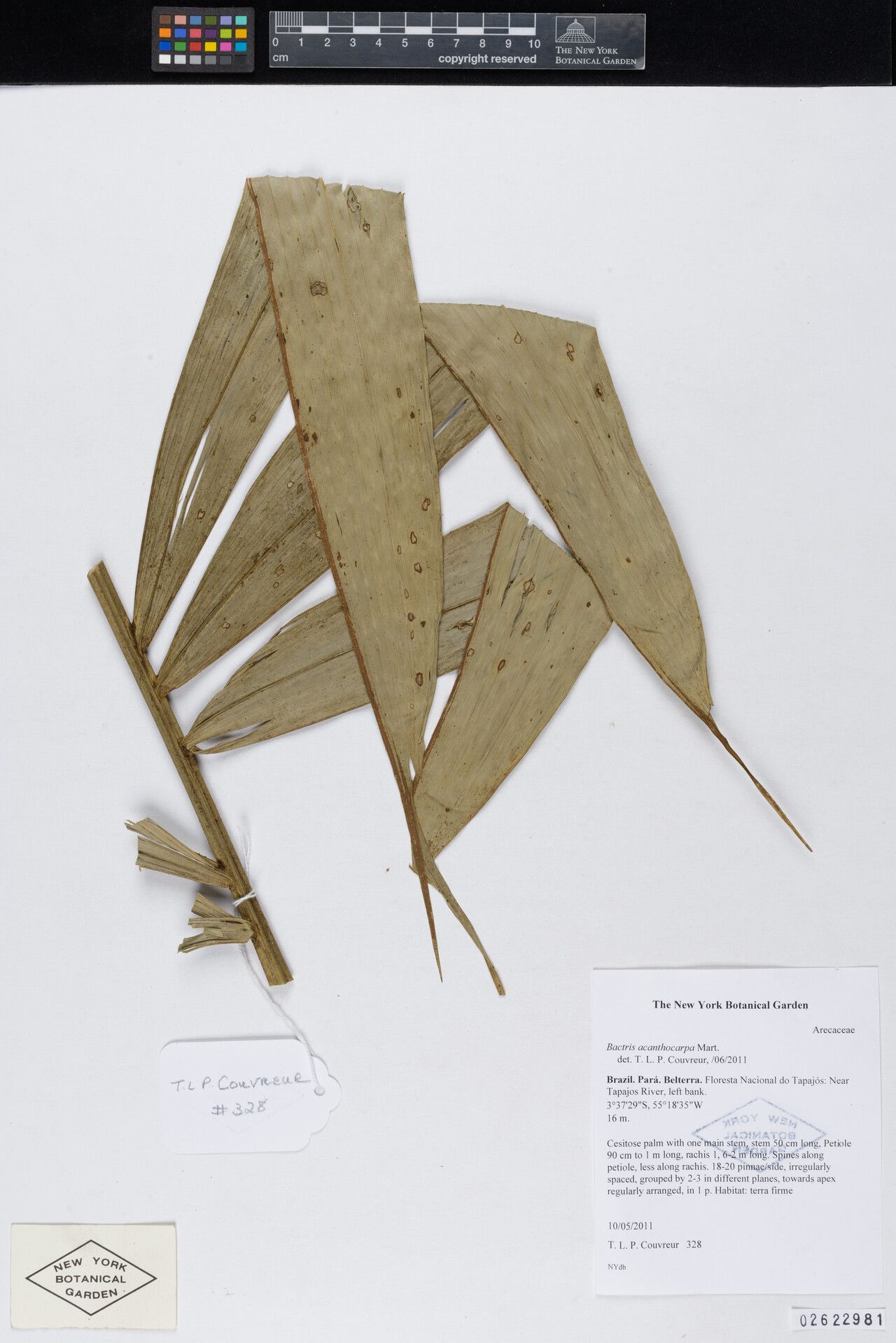 Bactris acanthocarpa leaf