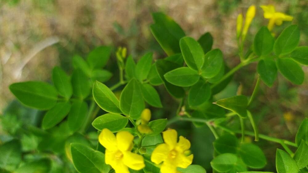 Chrysojasminum humile flower