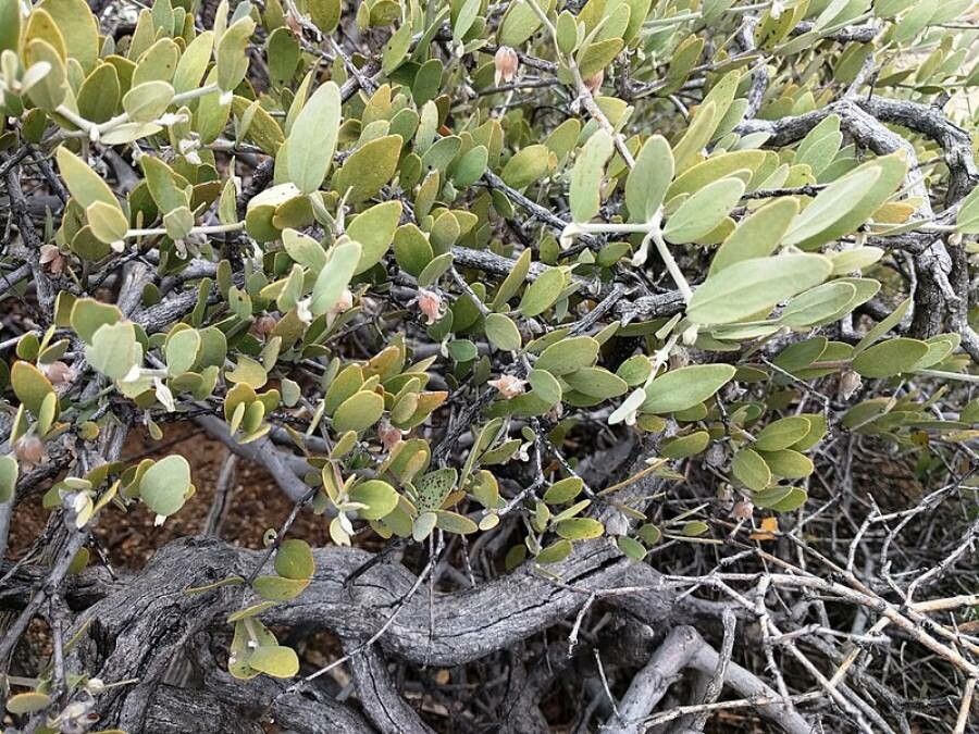 Simmondsia chinensis