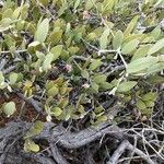 Simmondsia chinensis