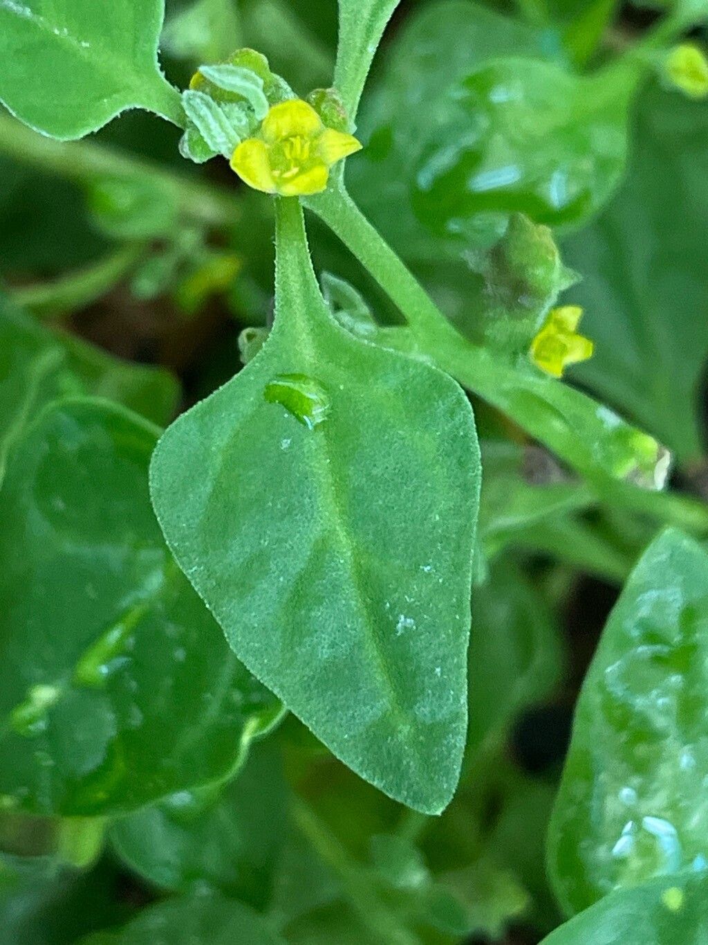Tetragonia echinata — related species from the same genus