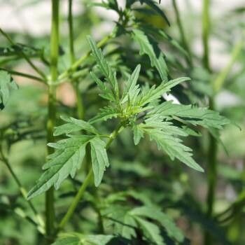 Amethystea caerulea — houseplant care guide