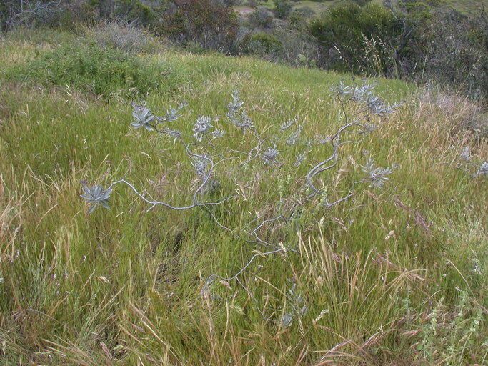 Eriodictyon traskiae habit