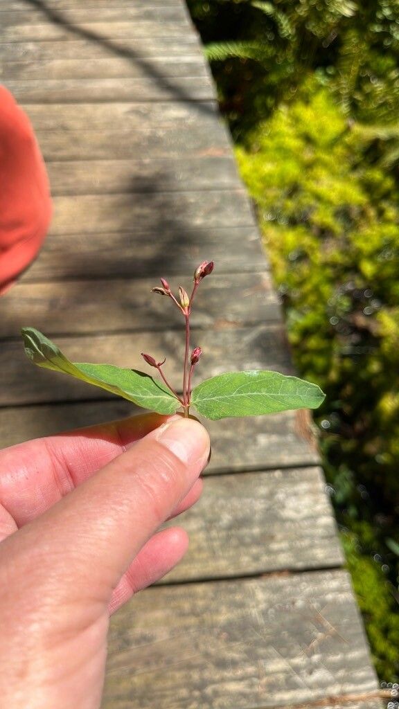 Hypericum fraseri flower