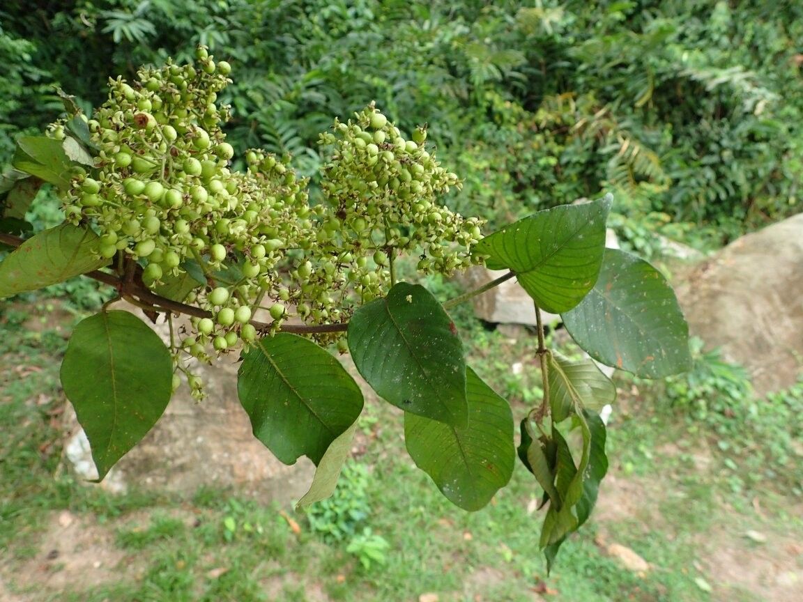 Sabicea segregata — houseplant care guide