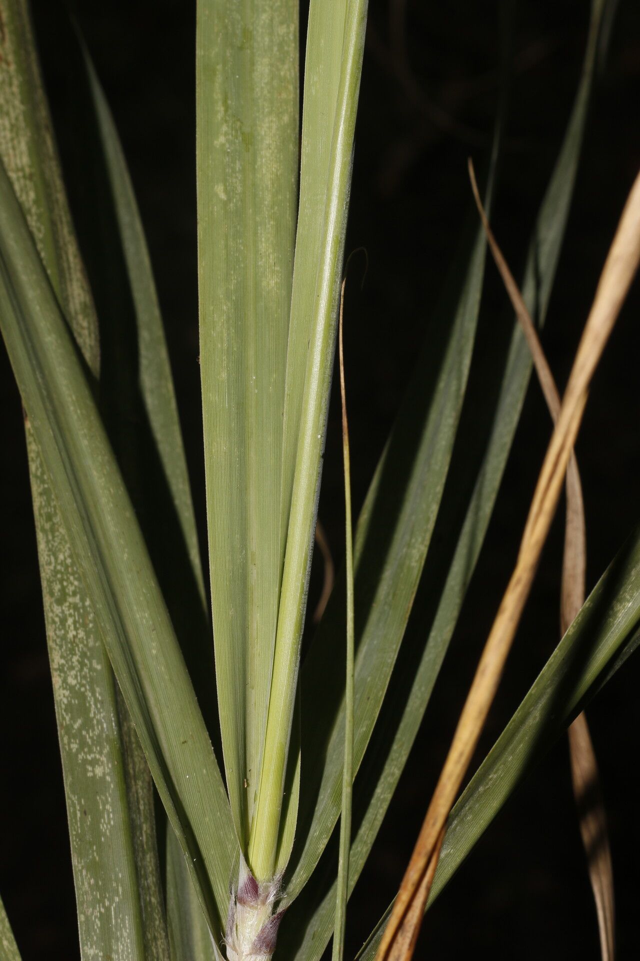 Uniola pittieri fruit