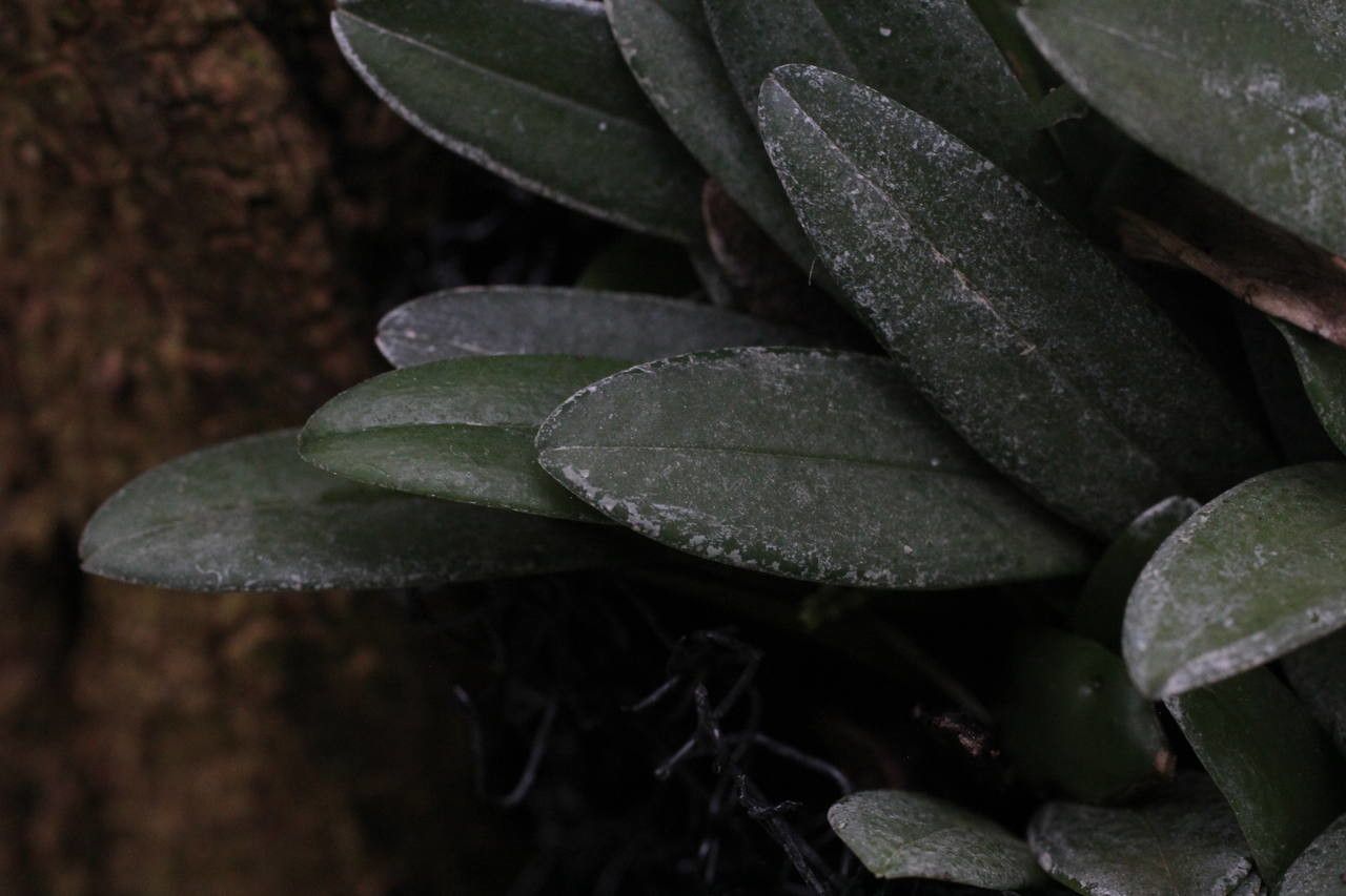 Stelis argentata leaf