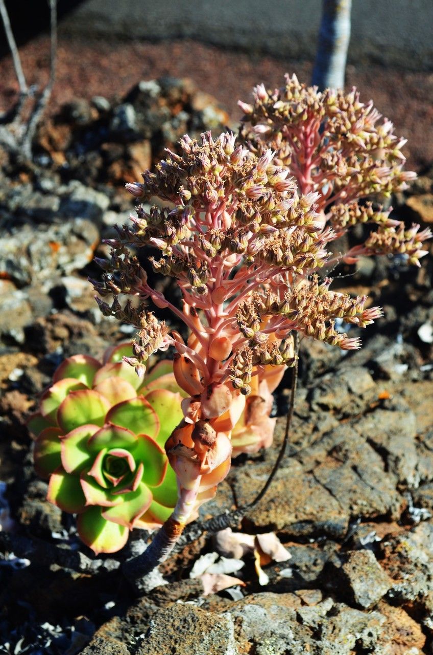 Aeonium nobile flower