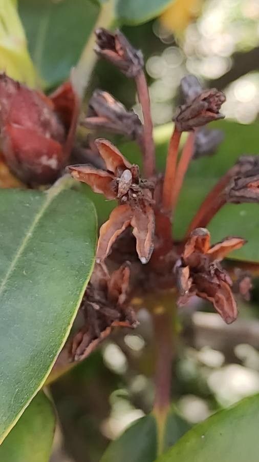 Rhododendron catawbiense fruit