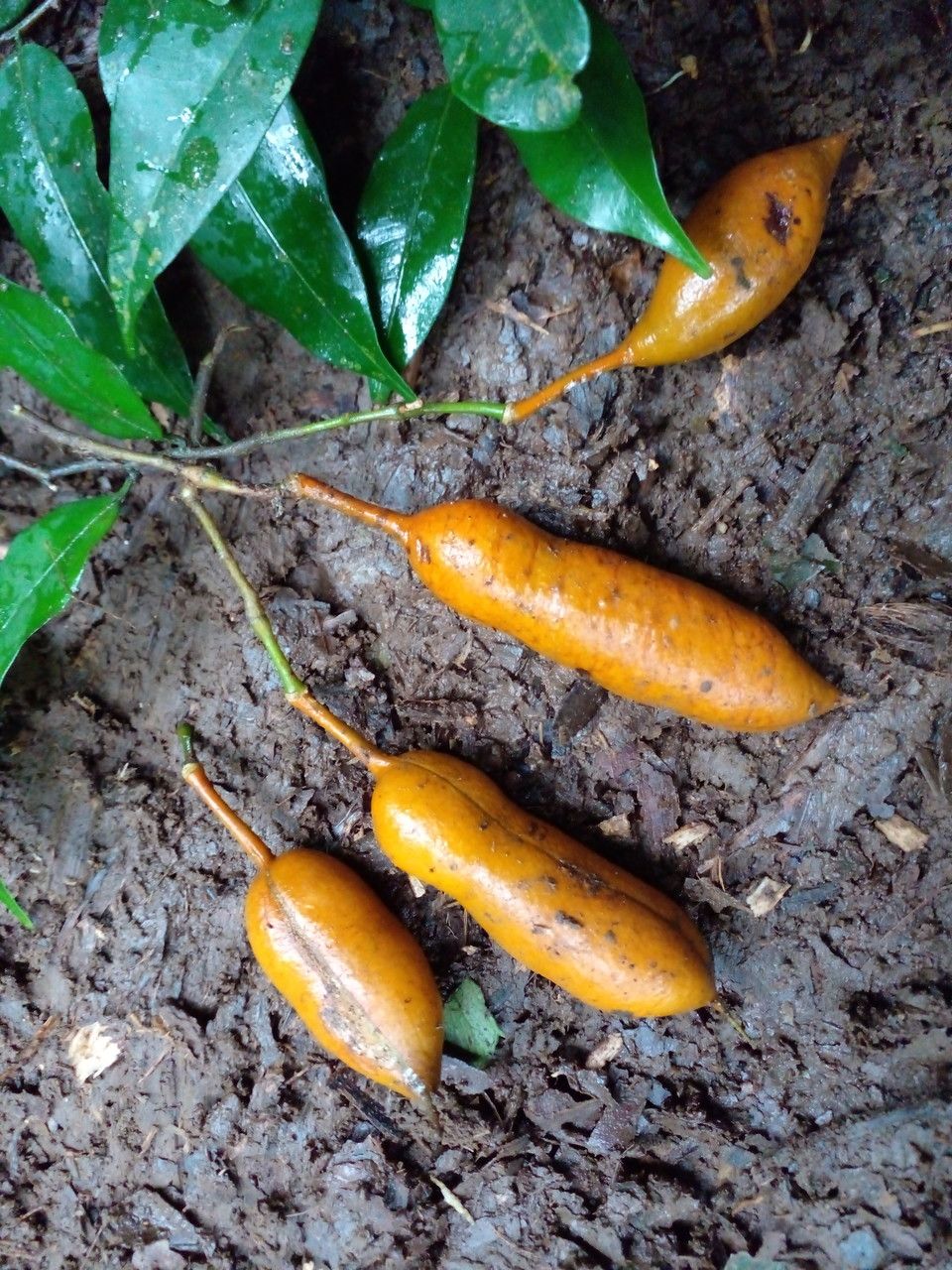 Swartzia guatemalensis fruit